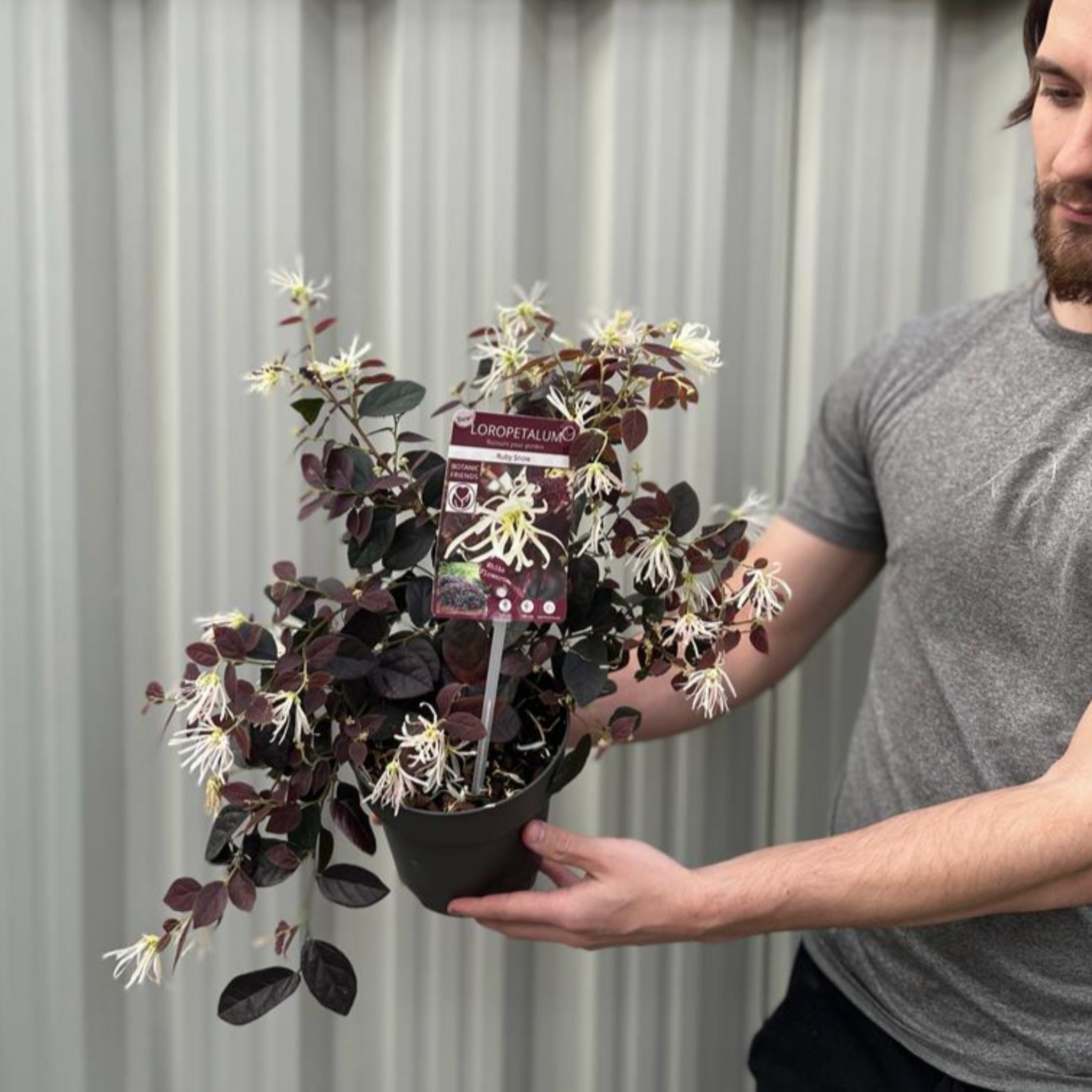 Loropetalum Chinense 'Ruby Snow' 2L