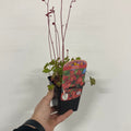 Heuchera 'Coral Forest' 9cm