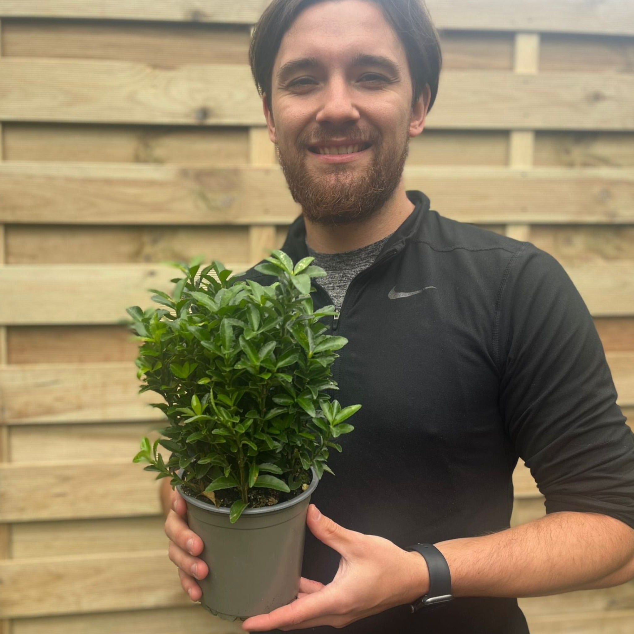 Euonymus japonicus 'Green Spire' (Multibuy Offers Available)