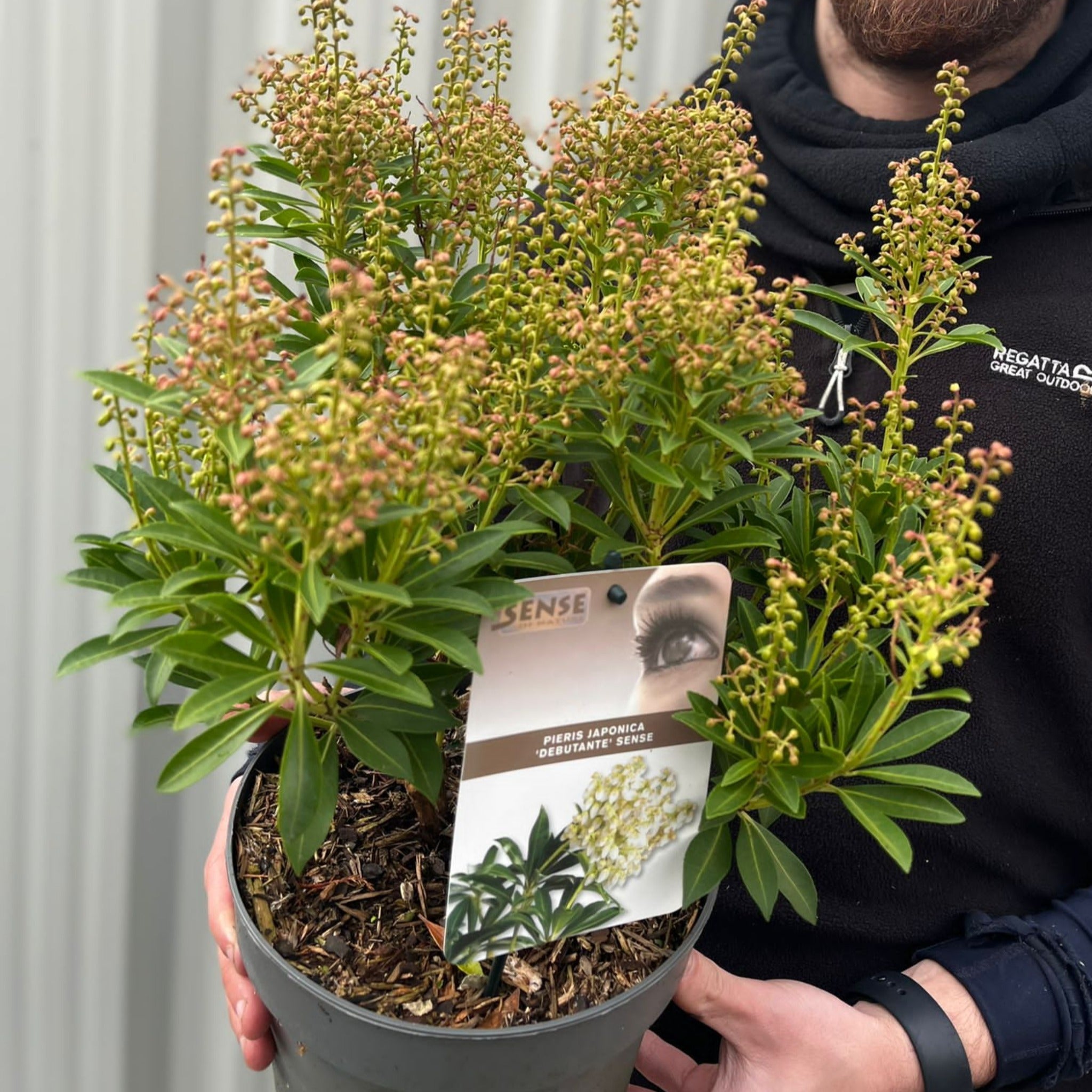 Pieris japonica 'Debutance' 3L
