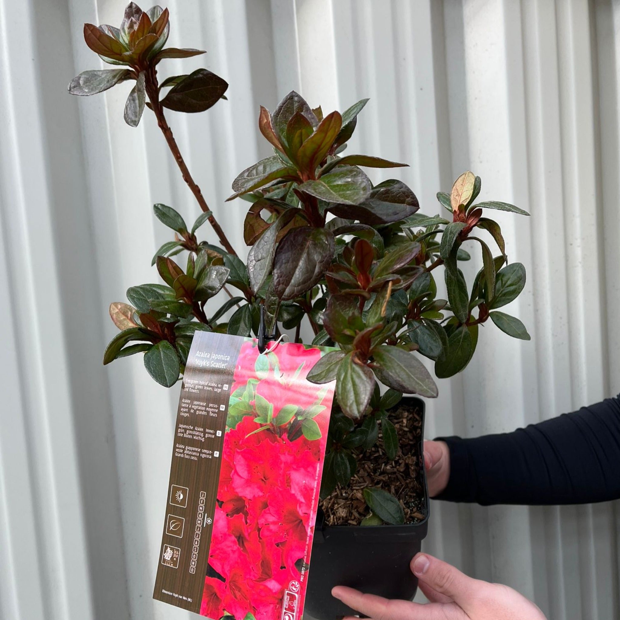 Azalea japonica 'Vuyk's Scarlet' 2L