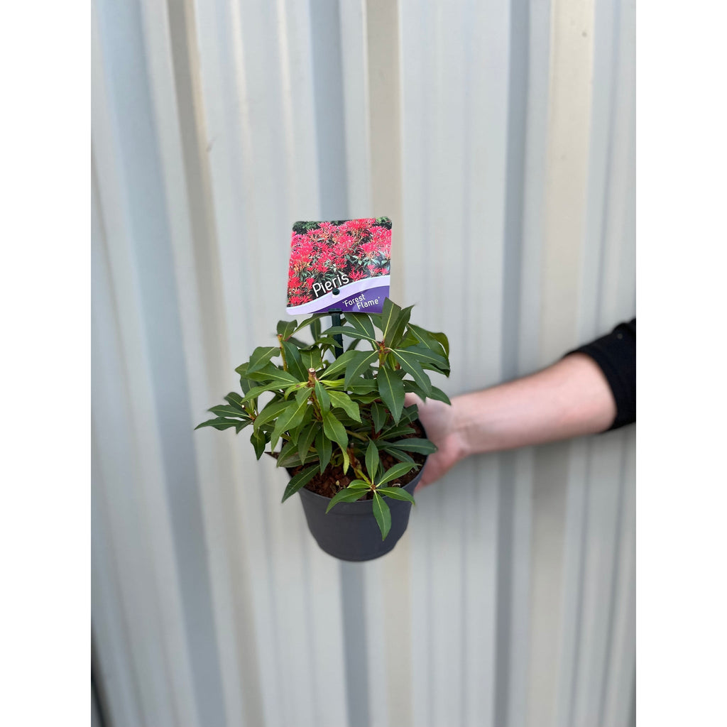 Pieris japonica Forest Flame (2 sizes available)