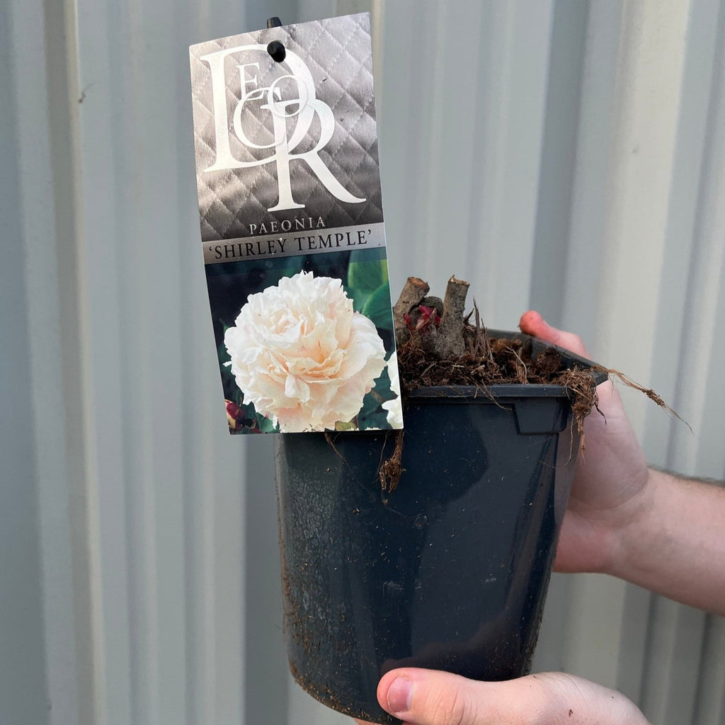 Peony 'Shirley Temple' 1L / 2L