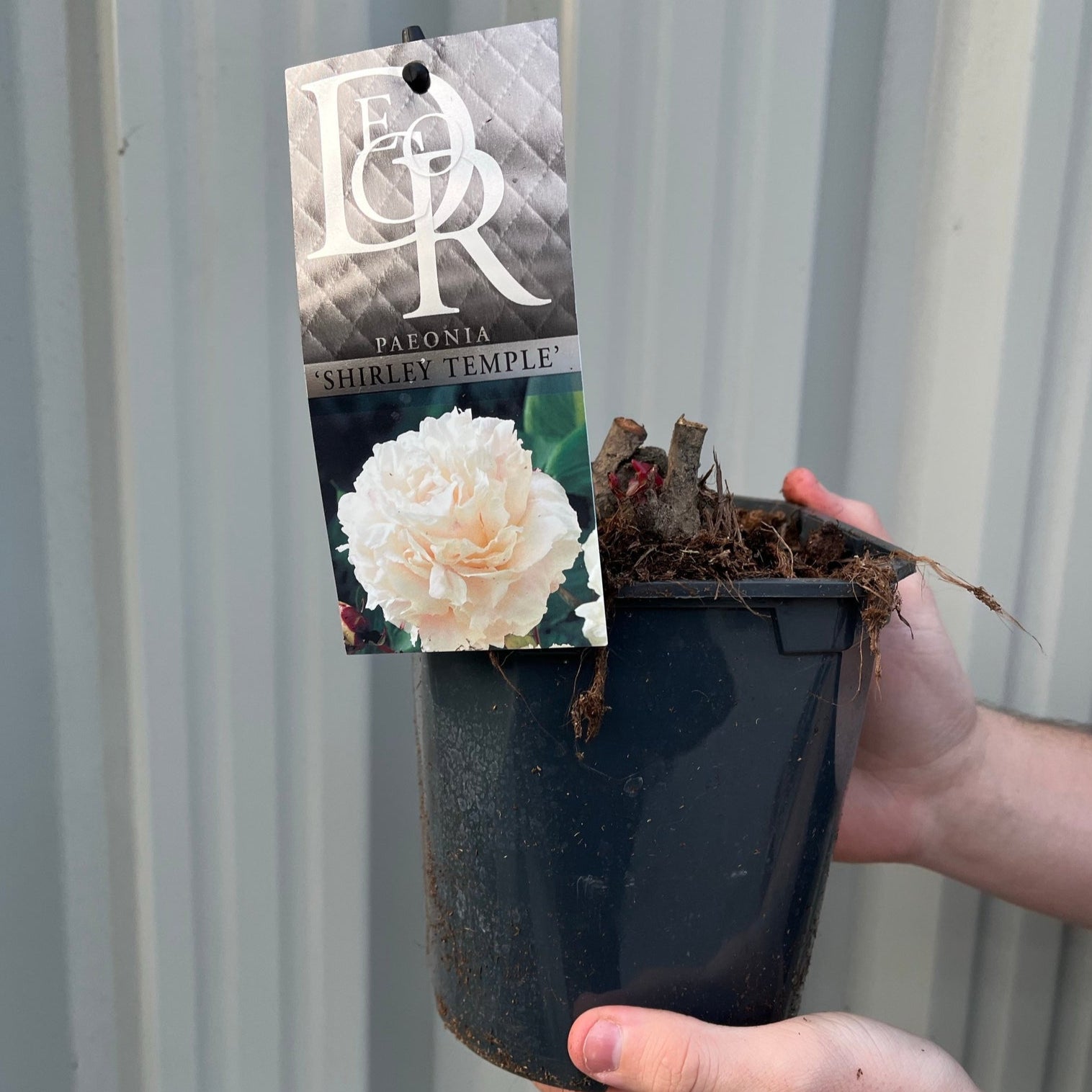 Peony 'Shirley Temple' 1L / 2L