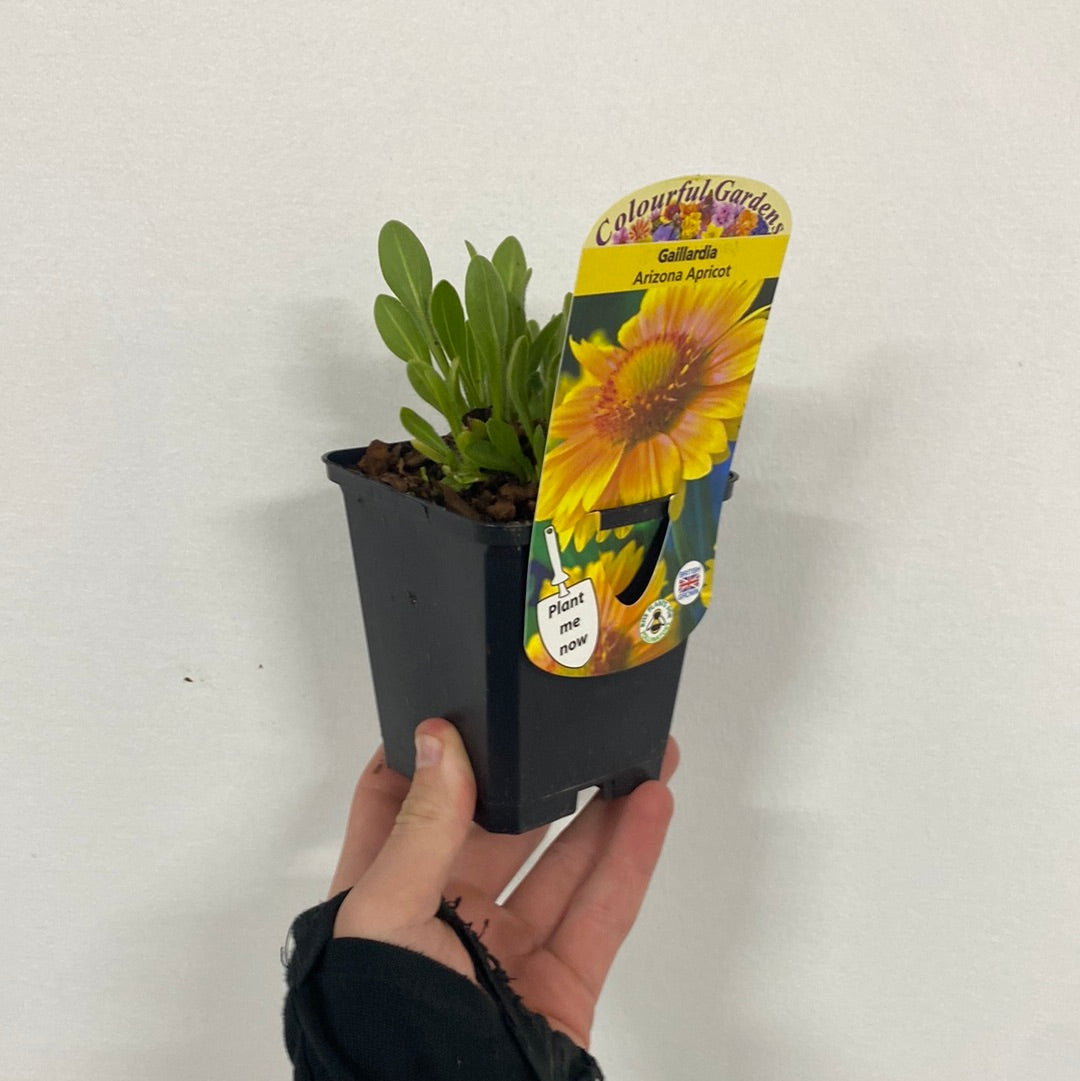 Gaillardia 'Arizona Apricot' (Blanket Flower) 9cm