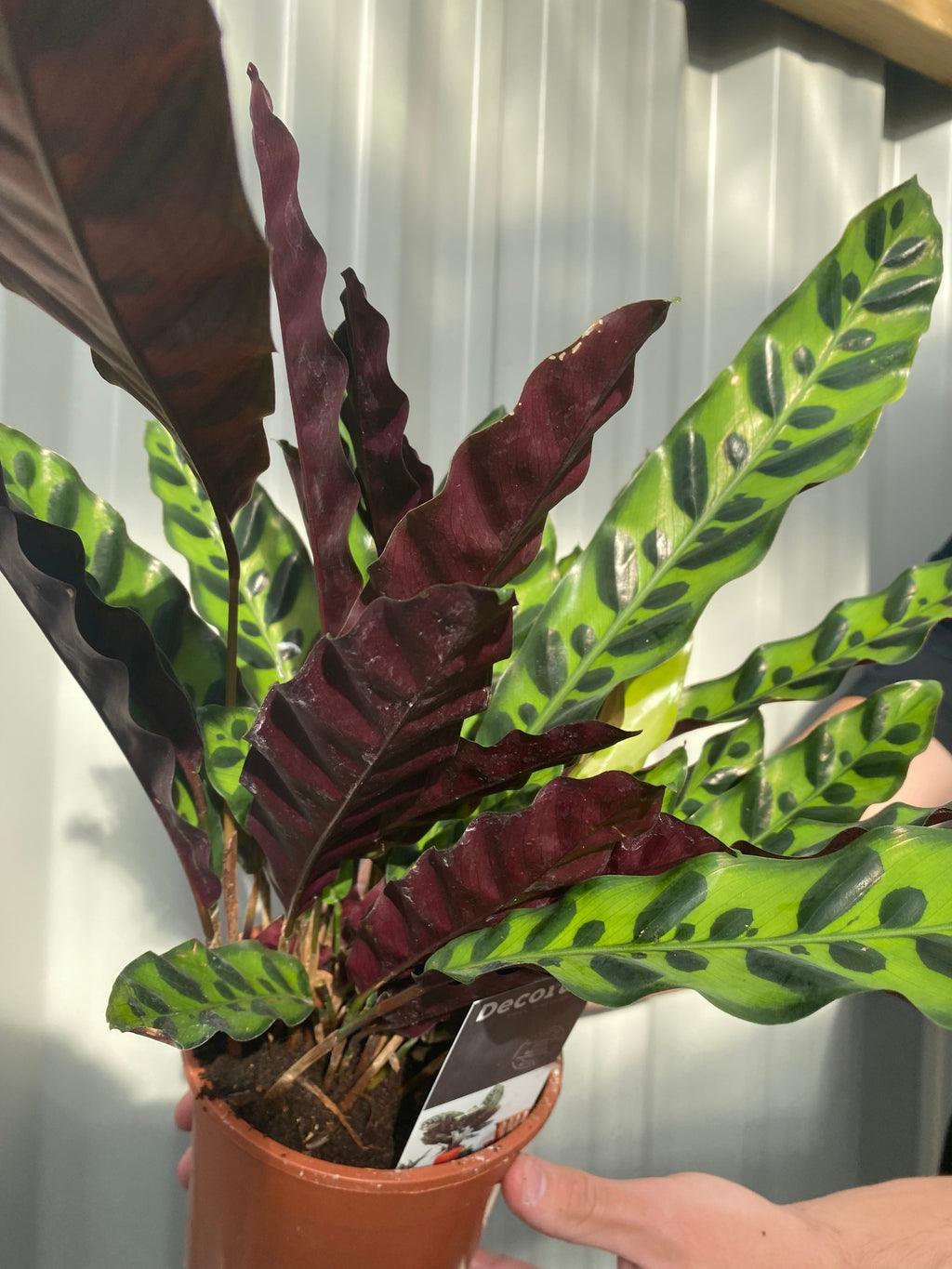 Calathea lancifolia 50cm