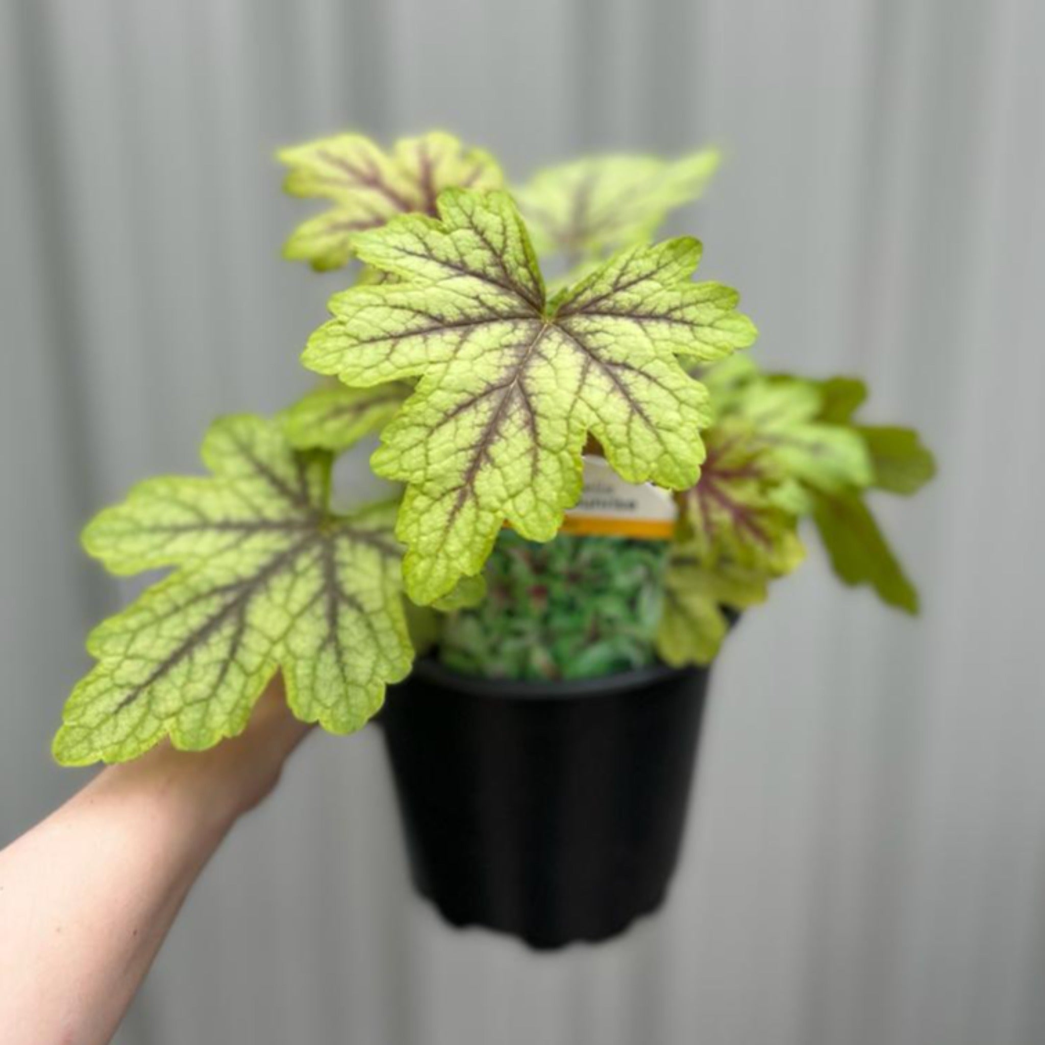 Heuchera 'Alabama Sunrise' 2L