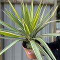 Yucca elephantipes 'Jewel'