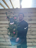 Camellia on frame 'Spring Festival ' 5L (100cm)