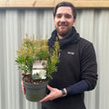 Pieris japonica 'Debutance' 3L