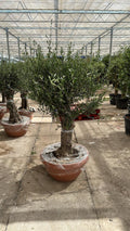 Olive Tree 75L Terracotta Bowl 1.3-1.4m Multibuy Offers Available)