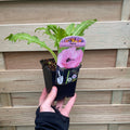 Poppy - Princess Victoria Louise (Pink) 9cm / 2L