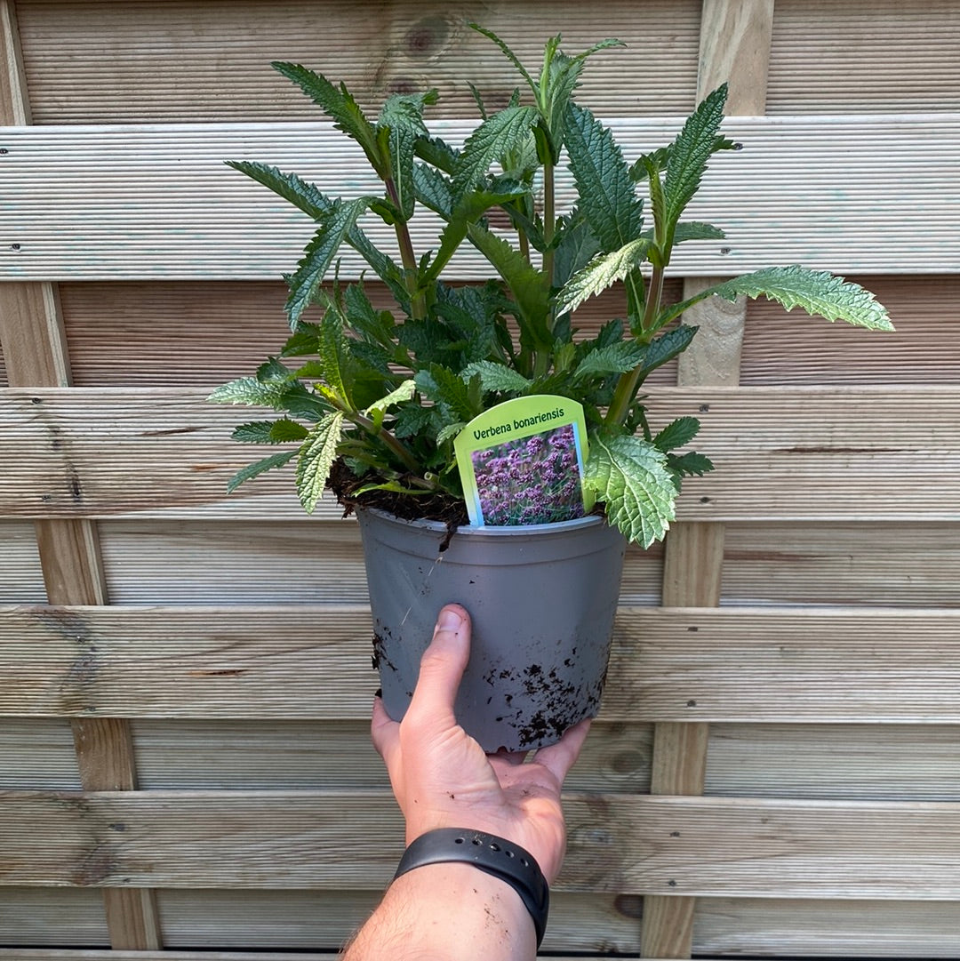 Verbena bonariensis 9cm/1.5L/2L