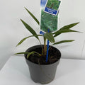 Trachycarpus Fortunei (Palm)