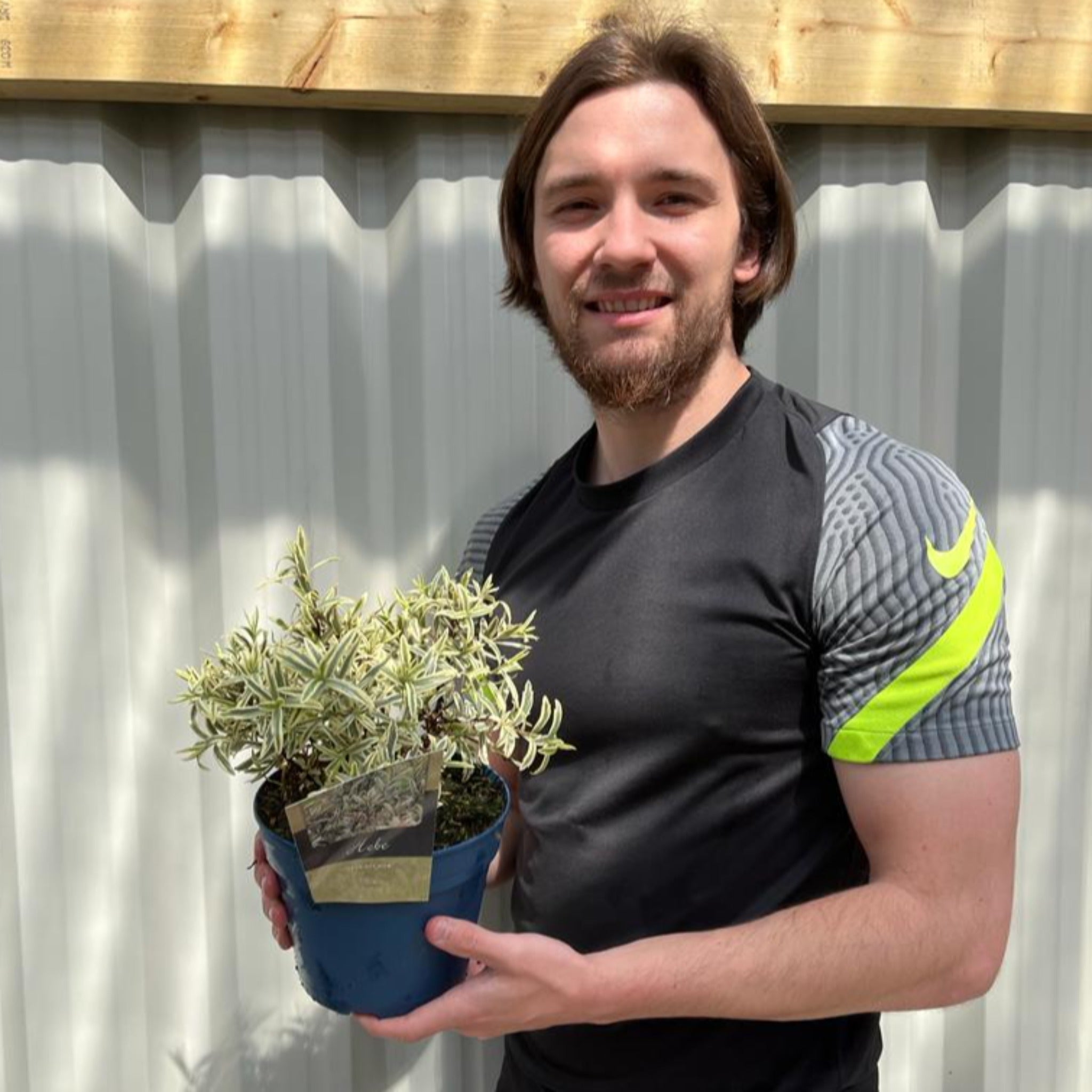 Hebe 'Eyecatcher' 2L