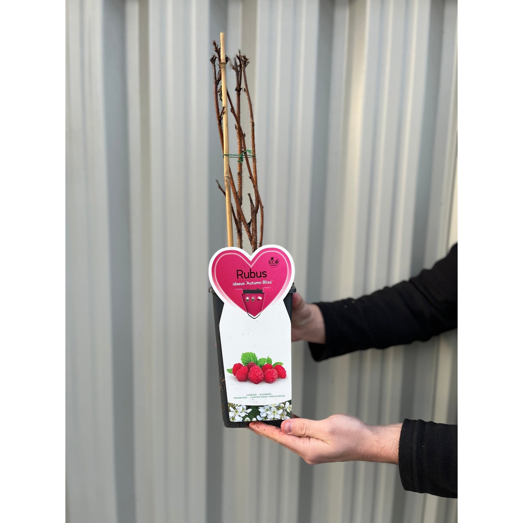 Autumn Bliss Raspberry Canes 1L