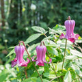 Clematis 'Queen Mother ' 75cm