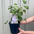 Lavatera 'Blue Bird' 3L