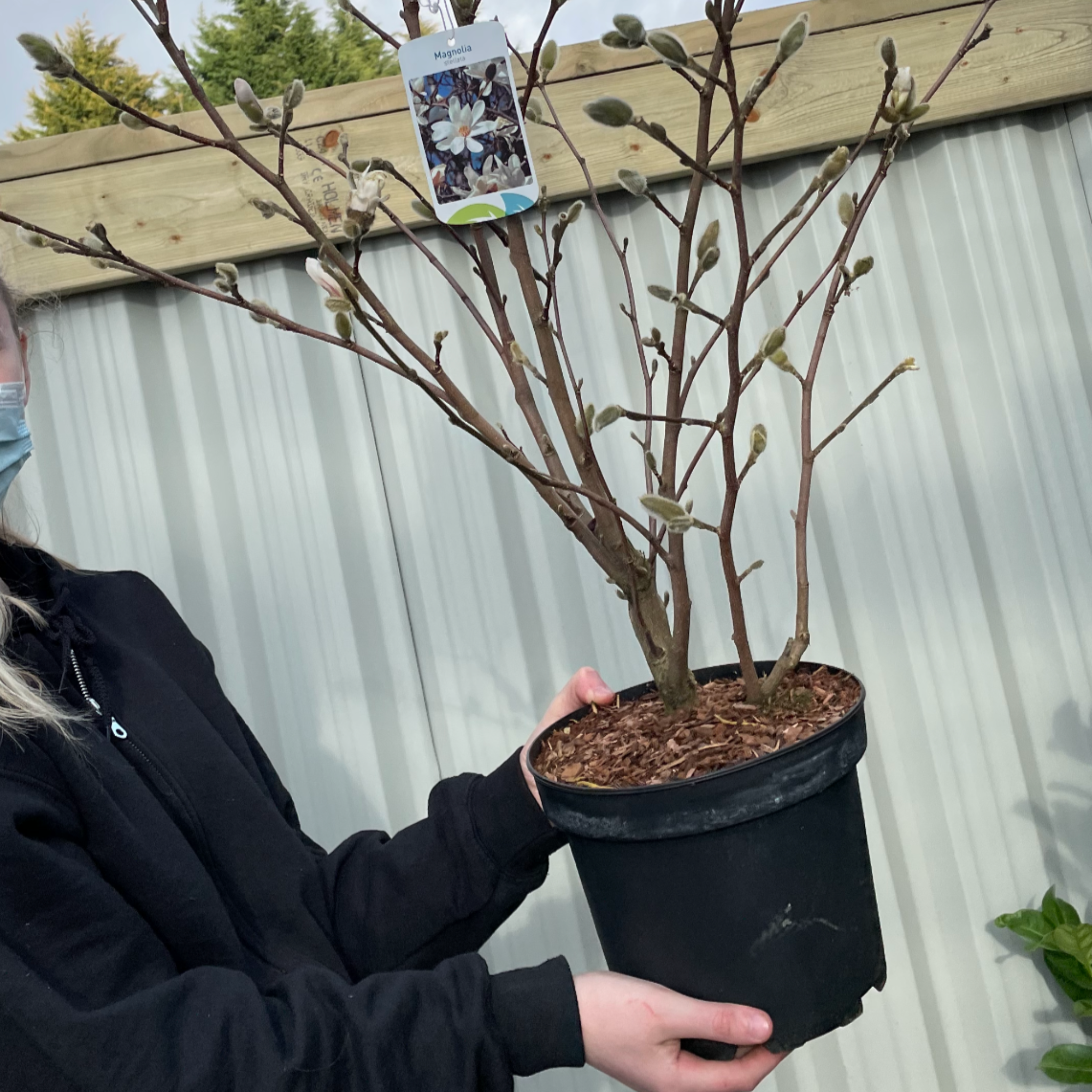 Magnolia stellata | Star Magnolia 9cm - 5L