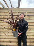 Cordyline australis Red Star | 1m
