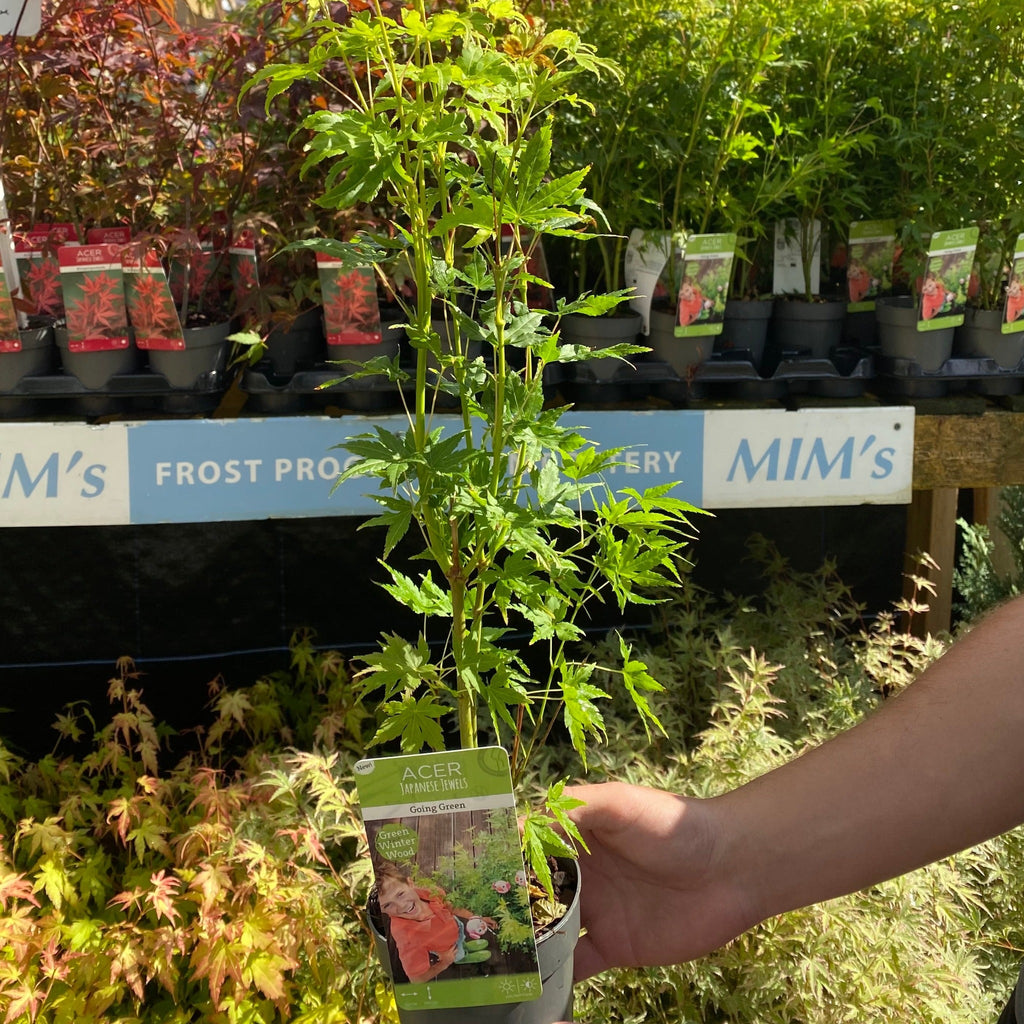 Acer palmatum 'Going Green' 10.5cm/2L/3L/45L