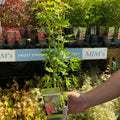 Acer palmatum 'Going Green' 10.5cm/2L/3L/45L