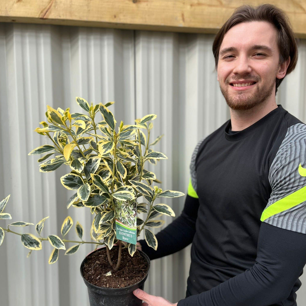 Euonymus japonicus 'Bravo' 9cm / 3L
