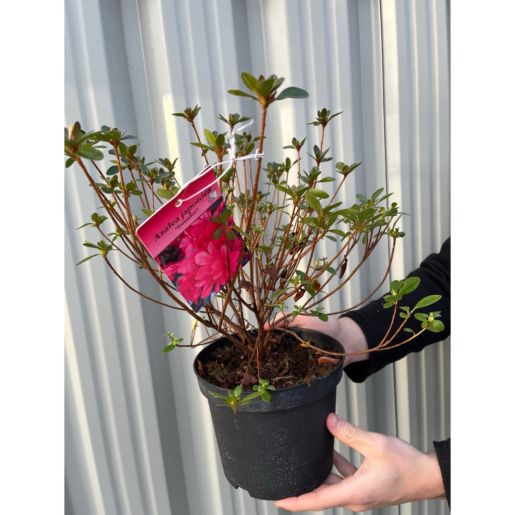 Azalea 'Toreador' 2L