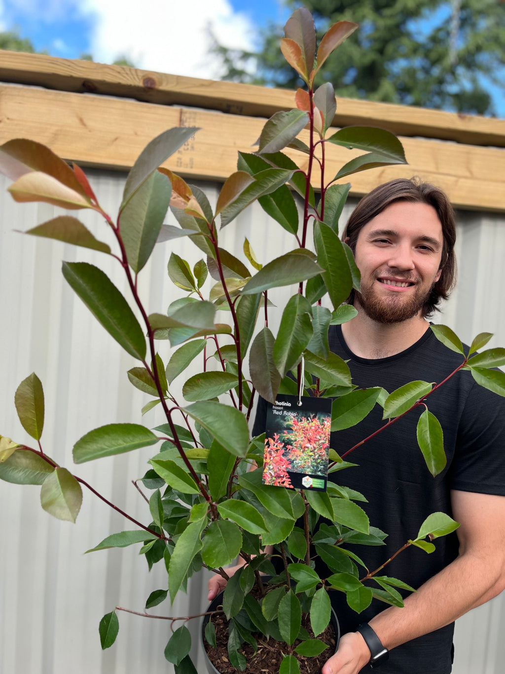Photinia x fraseri 'Red Robin'