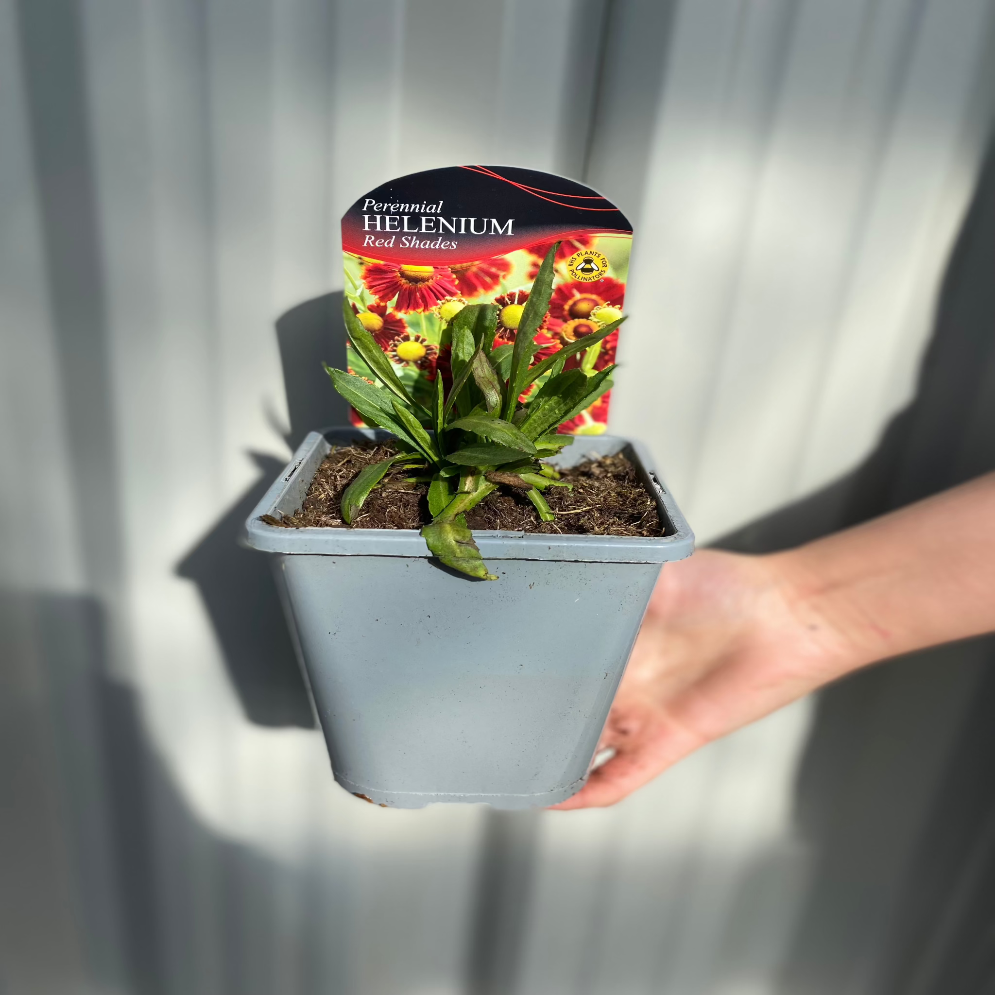 Helenium - Red Shades 1L