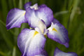 Iris ensata 'Gracieuse' - Marginal Pond Plants - BP060