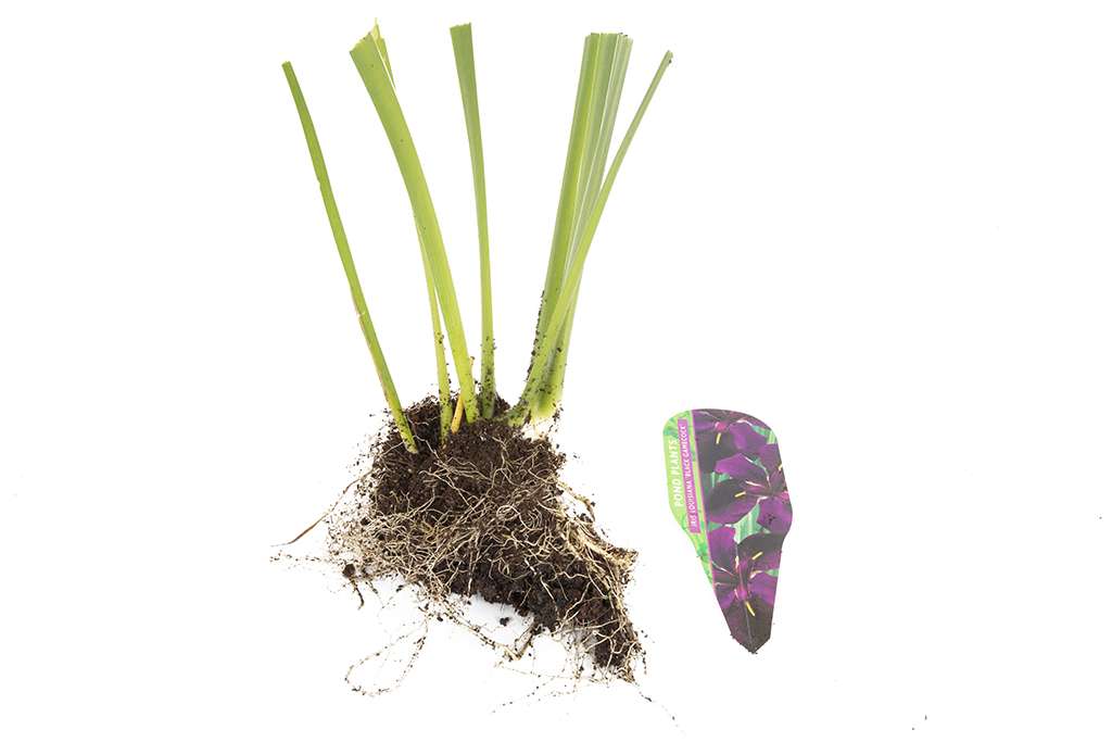 Iris louisiana ‘Black Gamecock’ - Marginal Pond Plants - MP052