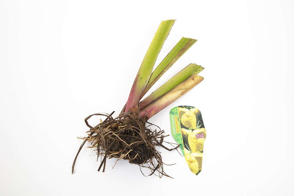 Pond Starter & top up Packs - Oxygenating - Compost and Pots
