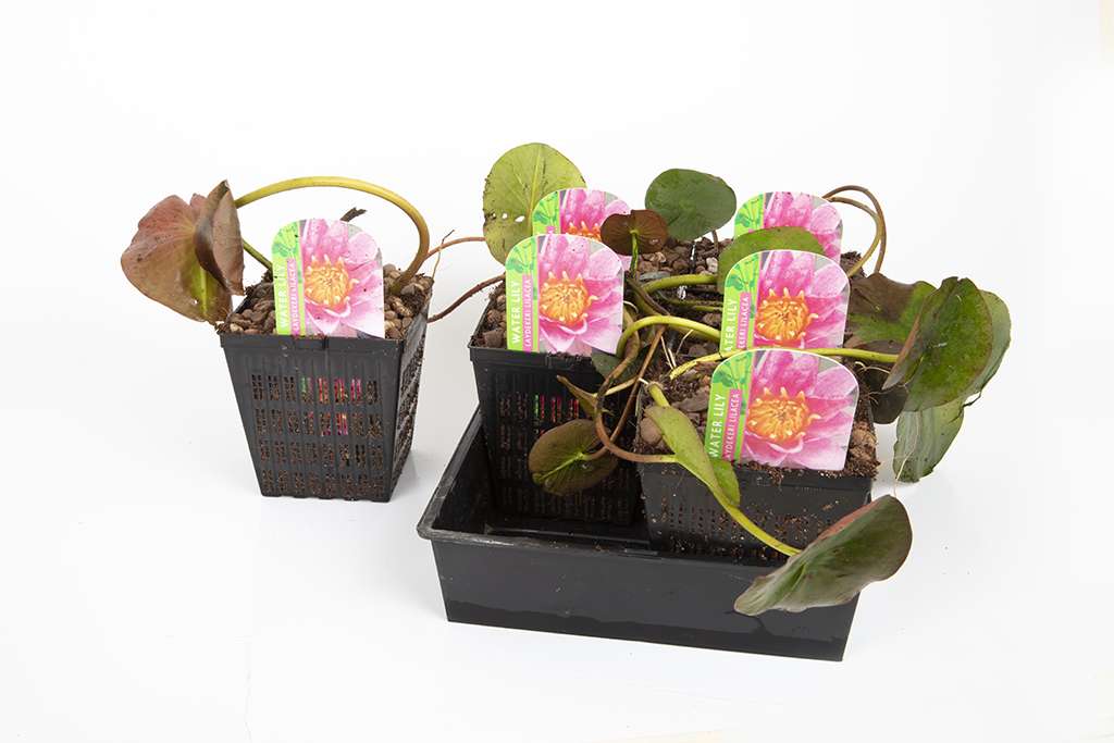 Pygmaea Helvola Water Lily - Pond Plants - DW09