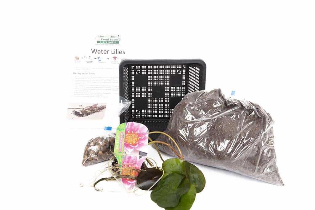 Gonnere - snowball water lily - pond plants - LW10