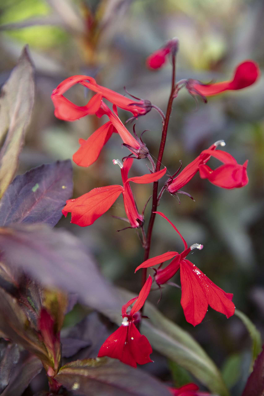 Lobelia Queen Victoria (Red leaved lobelia) - Marginal Pond Plants - MP068
