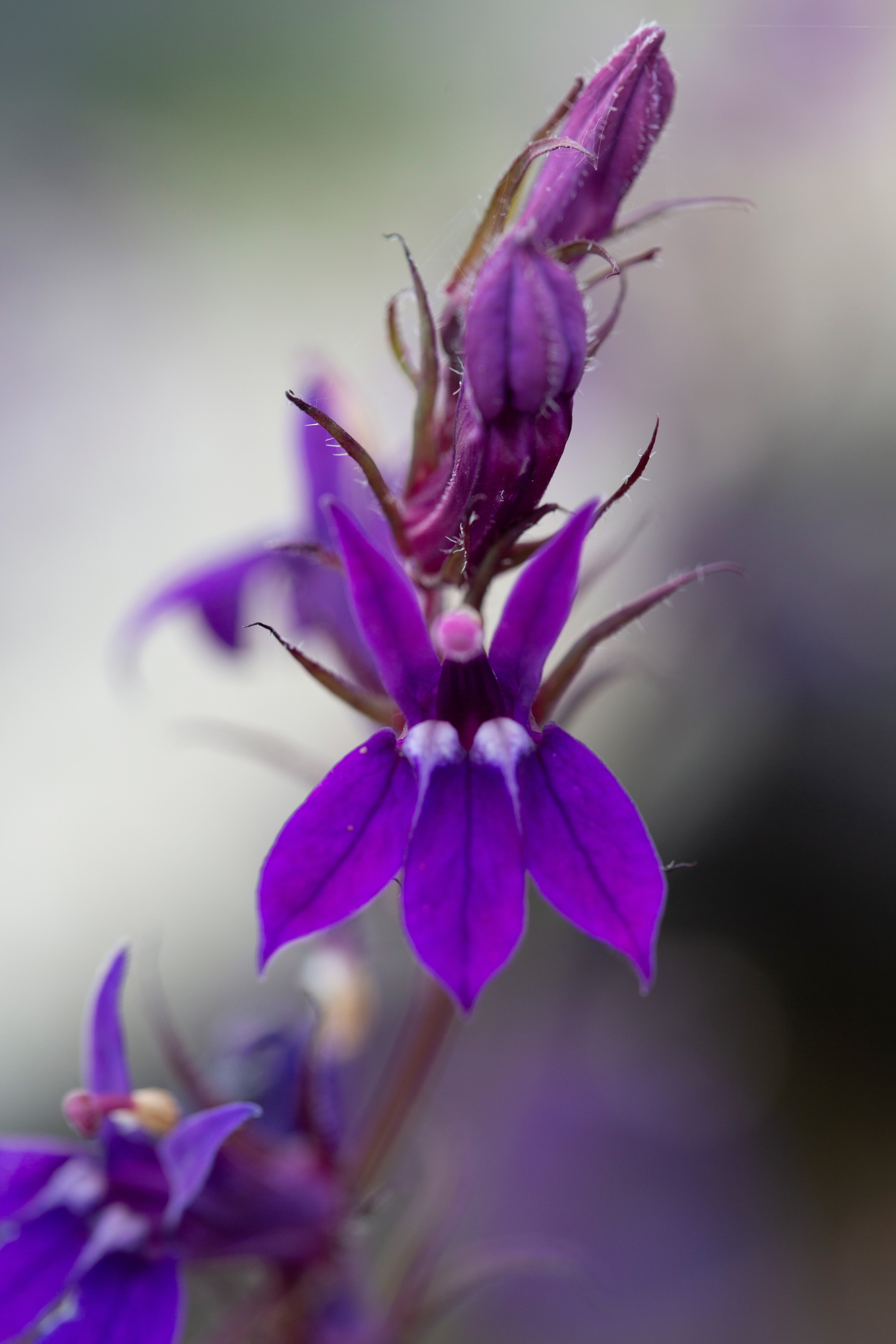 Lobelia vedrariensis (Purple lobelia) - MBP074 Packs