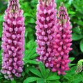 Lupin Gallery Rose 9cm/2L
