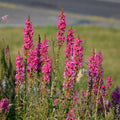 Lythrum - Robin 1.5L