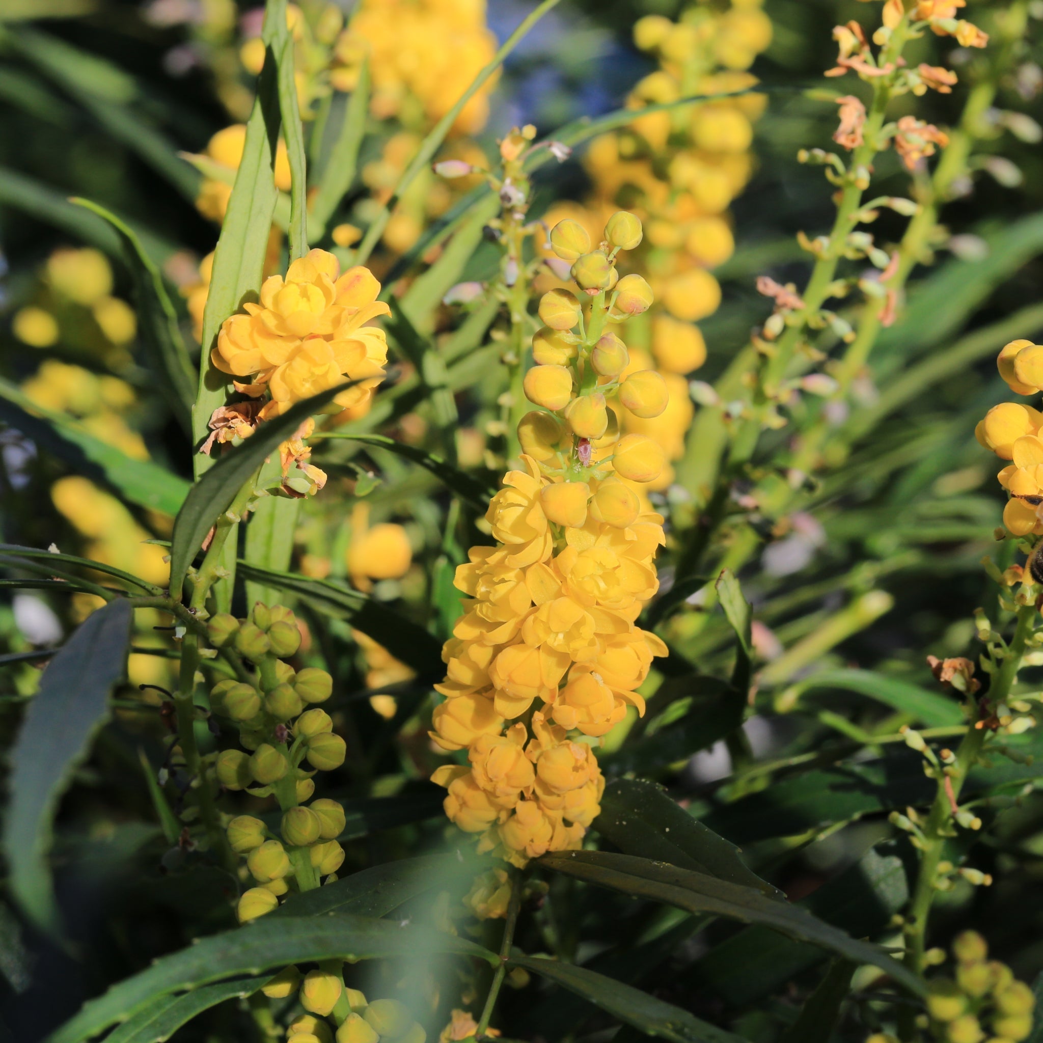 Mahonia 'Soft Caress' 2L