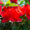 Azalea Japonica 'Manuska' 2L