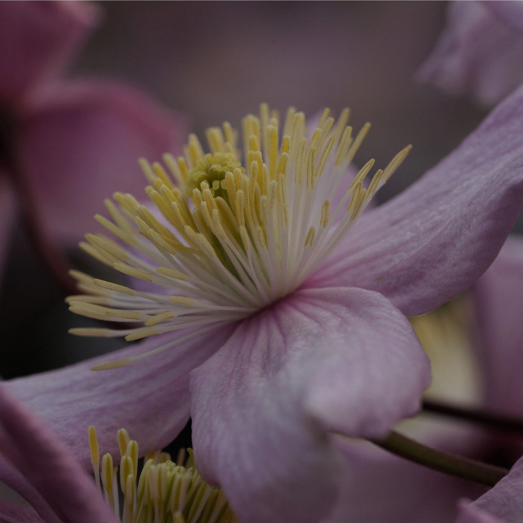 Clematis montana 'Mayleen' 60cm