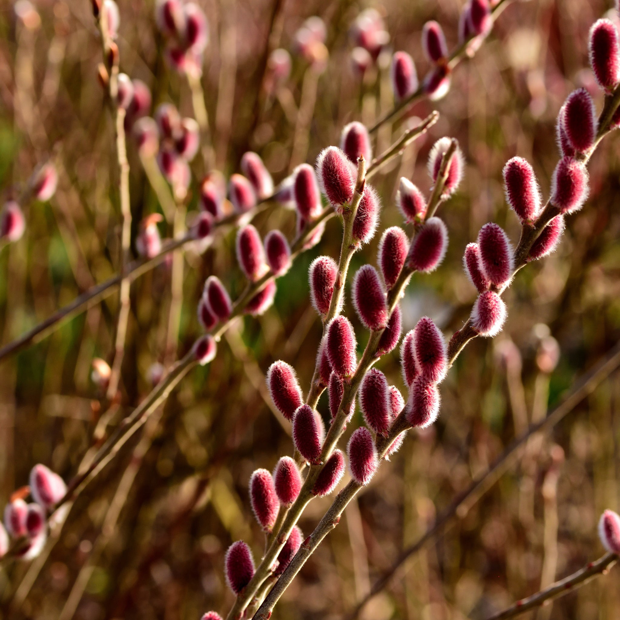 Salix gracilistyla 'Mount Aso' Shrub - Pussy Willow