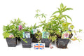 Lincolnshire Pond Plants Native Marginal 8 Pack Potted - NP802