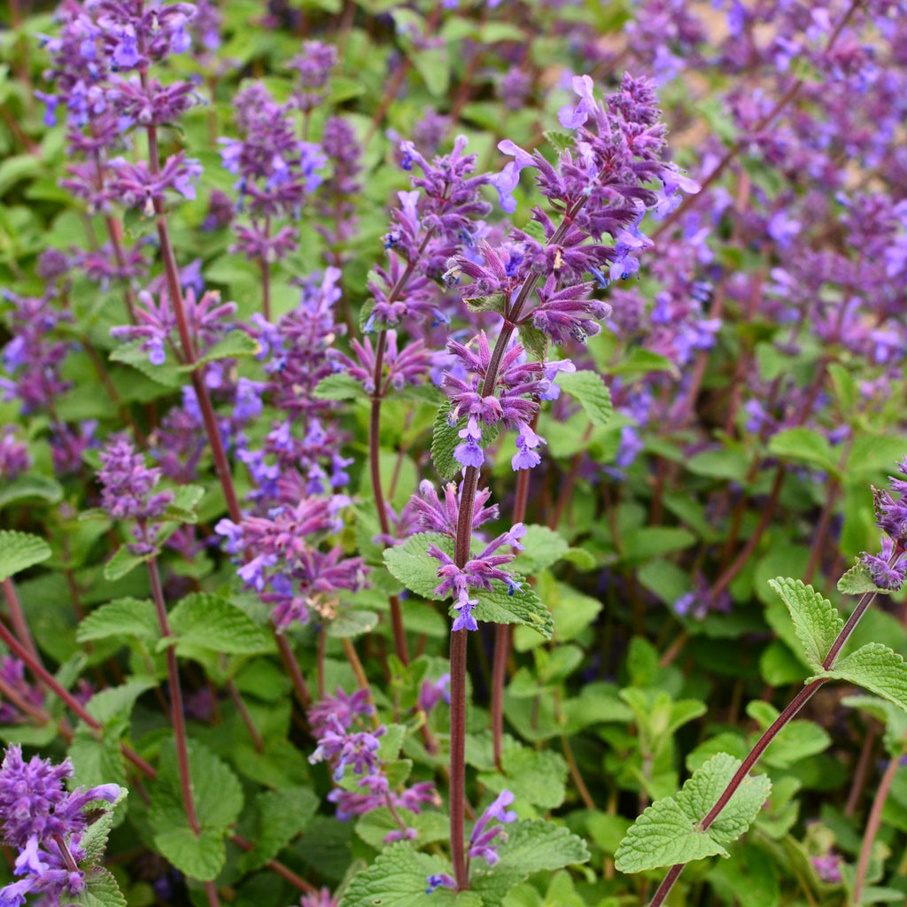 Nepeta faassenii (Catmint) 1.5L