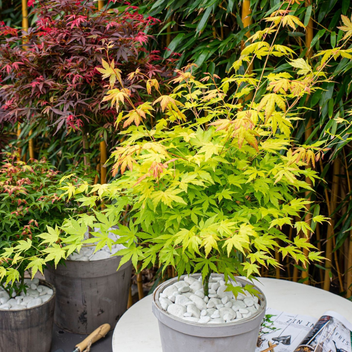 Japanese maple - 2 pcs. - Acer palmatum 'Orange Lace' - Height 60-70cm - ⌀19cm