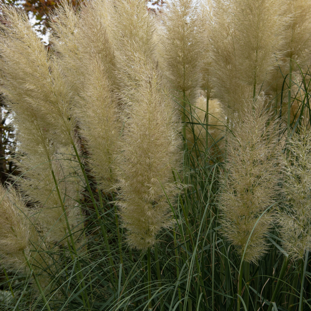 Cortaderia selloana 'Mini Pampas' | Pampas Grass | 2L