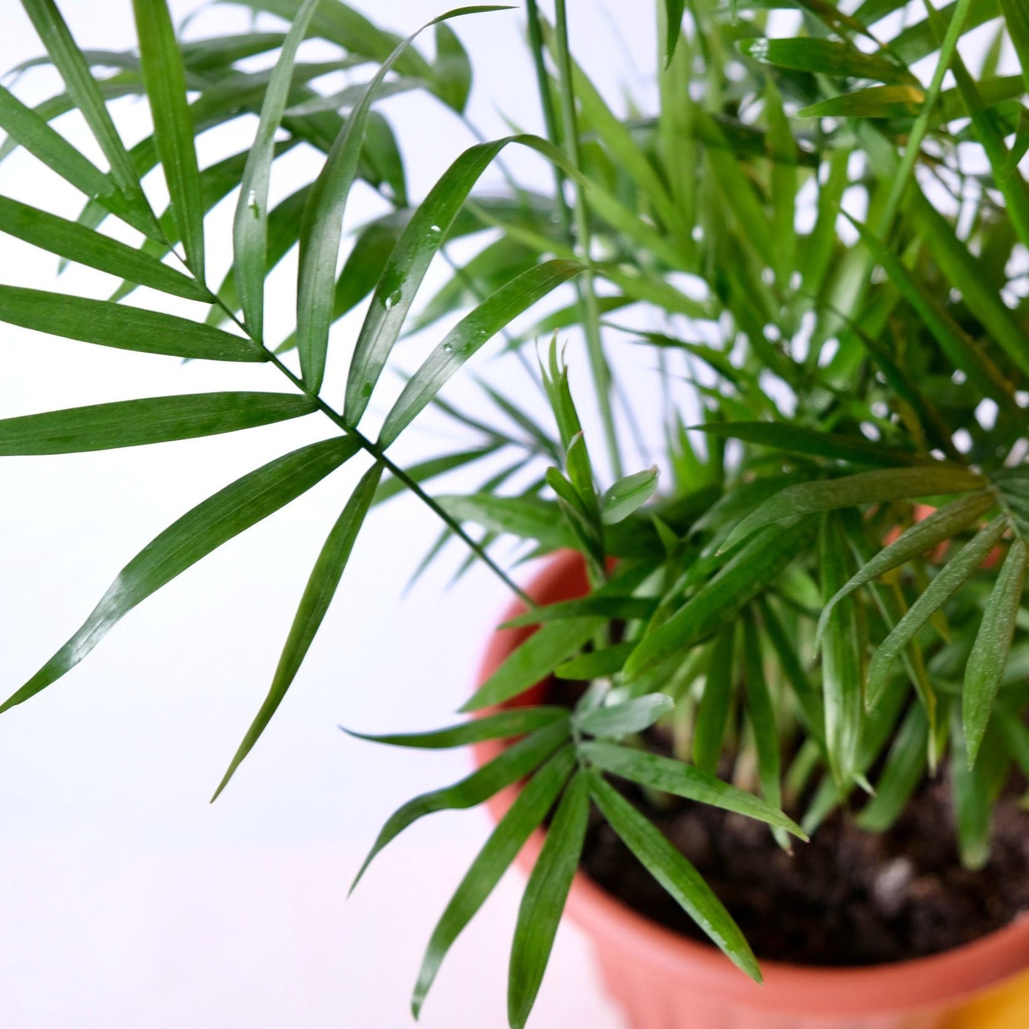 Parlour Palm 40-50cm