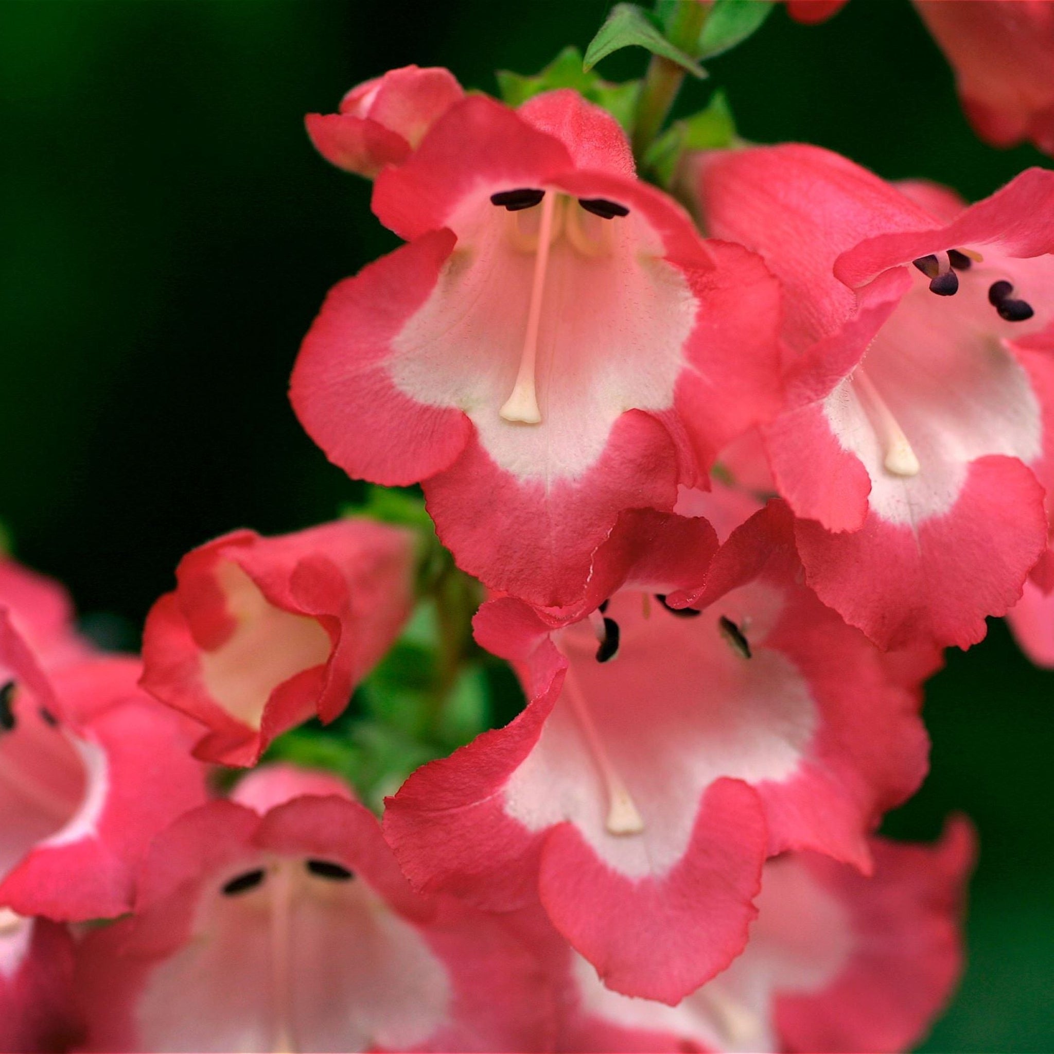 Penstemon Red 9cm/1.5L