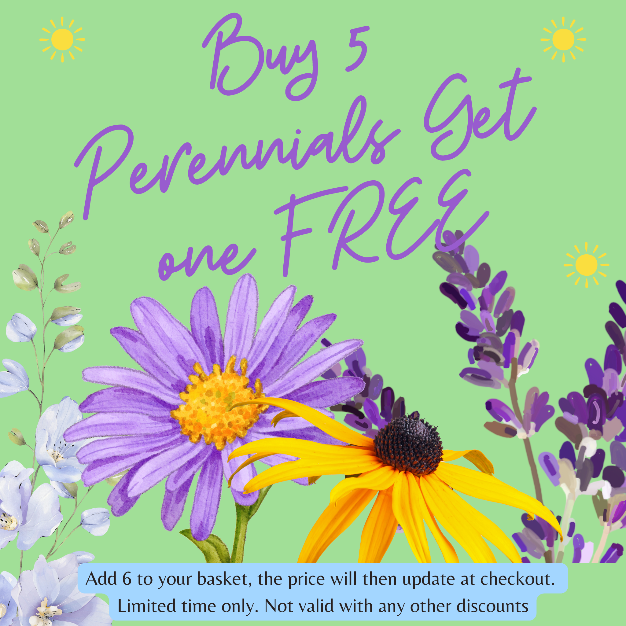 Dianthus 'Dash Crimson' 9cm